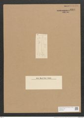 Nitzschia africana Grun. (de-Toni-Nr.: Genus 47, Species 2177) Zeichnungen Sammlung Grunow Nr. 4354 (NHMW-BOT-W0372401)